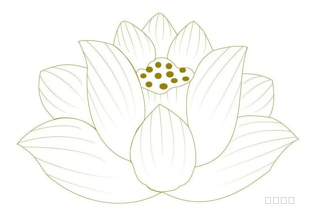 莲花1.jpg